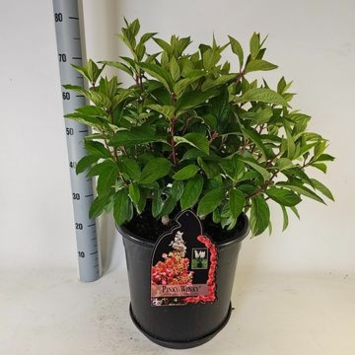 image HORTENSIA PANICULATA PINKY WINKY