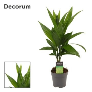 image ARECA CATECHU