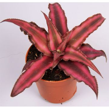 image CRYPTANTHUS RED STAR