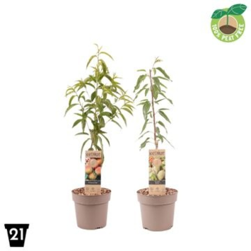 image PRUNUS