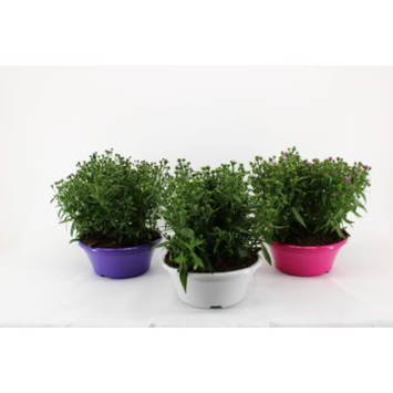 image ASTER COUPE P COLORE