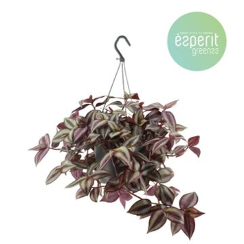 image TRADESCANTIA ZEBRA SUSP