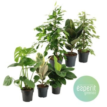 image PLANTES VERTES VARIEES