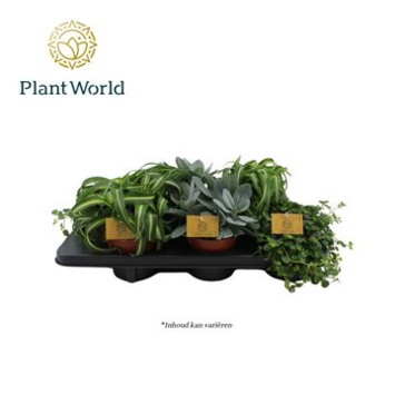 image PLANTES VERTES VARIEES