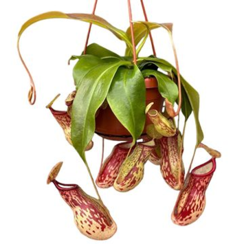 image NEPENTHES MONKEY SUSP