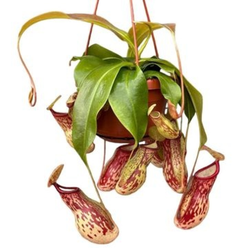 image NEPENTHES MONKEY SUSP