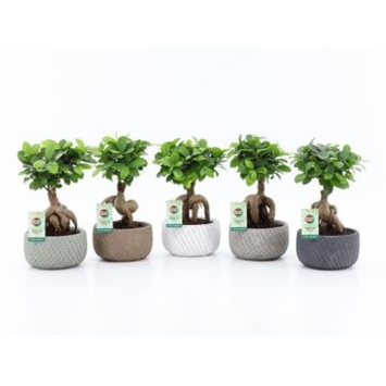 image FICUS GINSENG CERAM