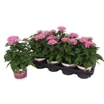 image PENTAS BEEBRIGHT ROSE