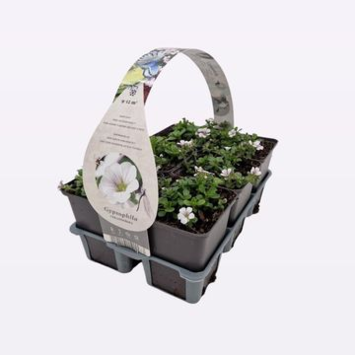 image GYPSOPHILA PACKX6