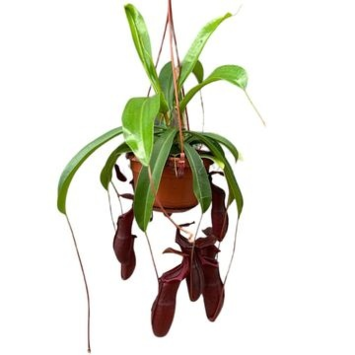 image NEPENTHES SUSP