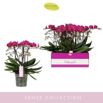 image PHALAENOPSIS MF MAUVE