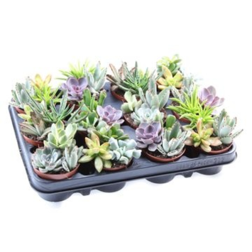 image SUCCULENTE X3 VARIEE