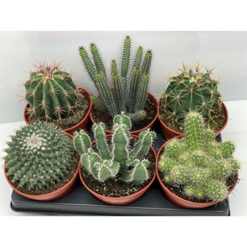 image CACTUS VARIE