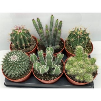image CACTUS VARIE