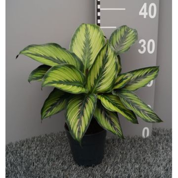 image CALATHEA