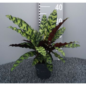 image CALATHEA LANCIFOLIA