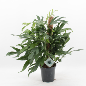 image SCINDAPSUS PINNATUM TM
