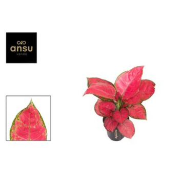 image AGLAONEMA