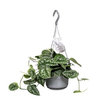 image SCINDAPSUS PICTUS SUSP