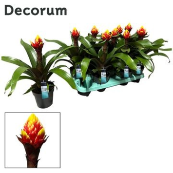 image GUZMANIA CROWN