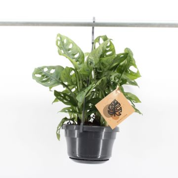 image PHILODENDRON MONSTERA MONKEY SUSP