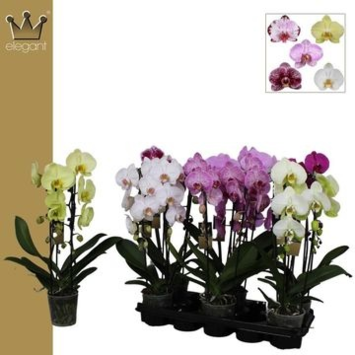 image PHALAENOPSIS 2BR CASCADE VARIE