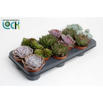 image ECHEVERIA