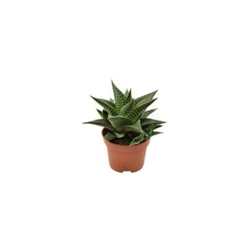 image CACTUS HAWORTHIA