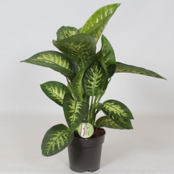 image DIEFFENBACHIA REEVA
