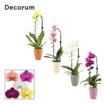 image PHALAENOPSIS 1BR CASCADE CERAM