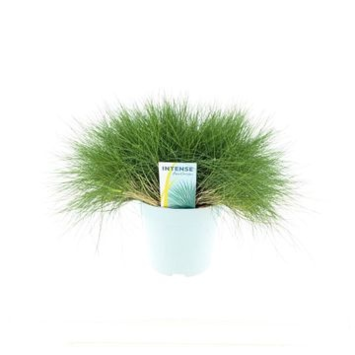 image FESTUCA GAUTIERI AMIGREEN