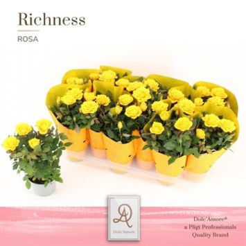 image ROSIER AMORE JAUNE