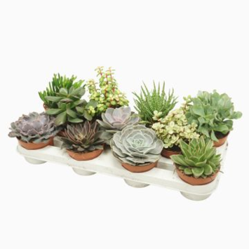 image SUCCULENTE VARIEE