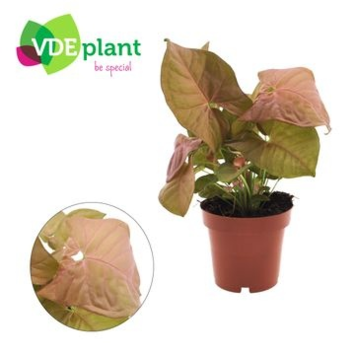 image SYNGONIUM NEON