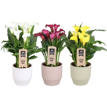 image ARUM VARIE CERAM