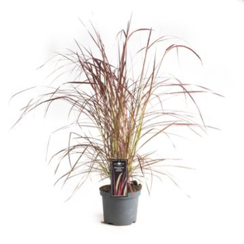 image PENNISETUM FIREWORKS