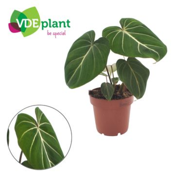 image PHILODENDRON GLORIOSUM