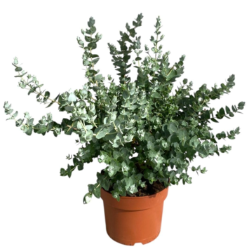 image EUCALYPTUS GUNNII