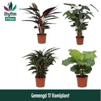 image CALATHEA VARIES