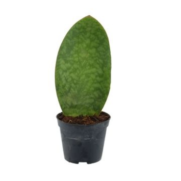 image SANSEVIERIA MASONIANA