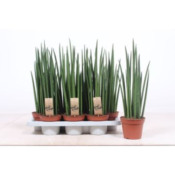image SANSEVIERIA BACULARIS MIKADO
