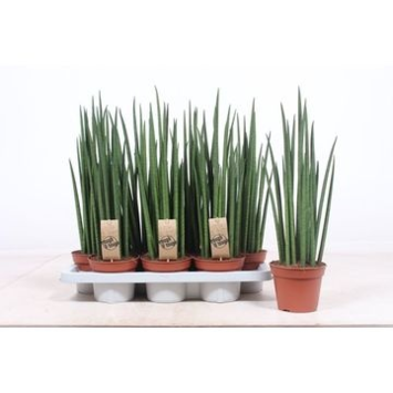 image SANSEVIERIA BACULARIS MIKADO