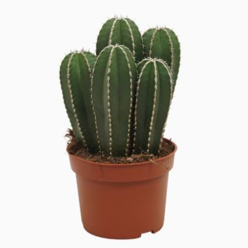 image CACTUS CEREUS