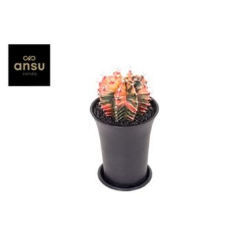 image CACTUS GYMNOCALYCIUM