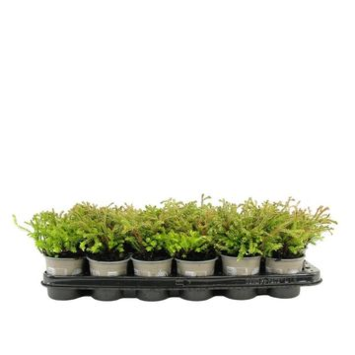 image THUJA GOLDEN TUFFET