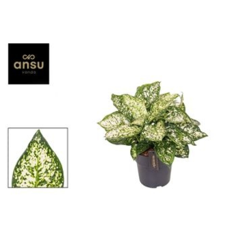 image AGLAONEMA IVORY JADE