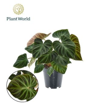 image PHILODENDRON INCENSI