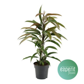 image FICUS AMSTEL KING
