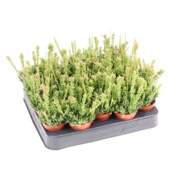 image RHIPSALIS MESEMBRYANTHEMOIDES