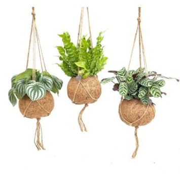 image PLANTE VERTE KOKODAMA SUSP